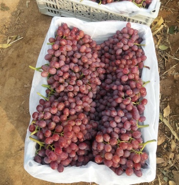 圣诞玫瑰红提秋红葡萄蓝宝石提子口感脆甜串型大不掉粒