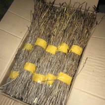 10大量下货，野生杜鹃干支，遇水7-天开花，