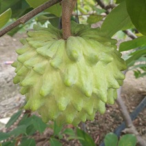 释迦果苗