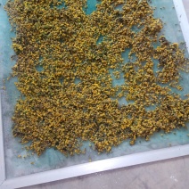 野菊花