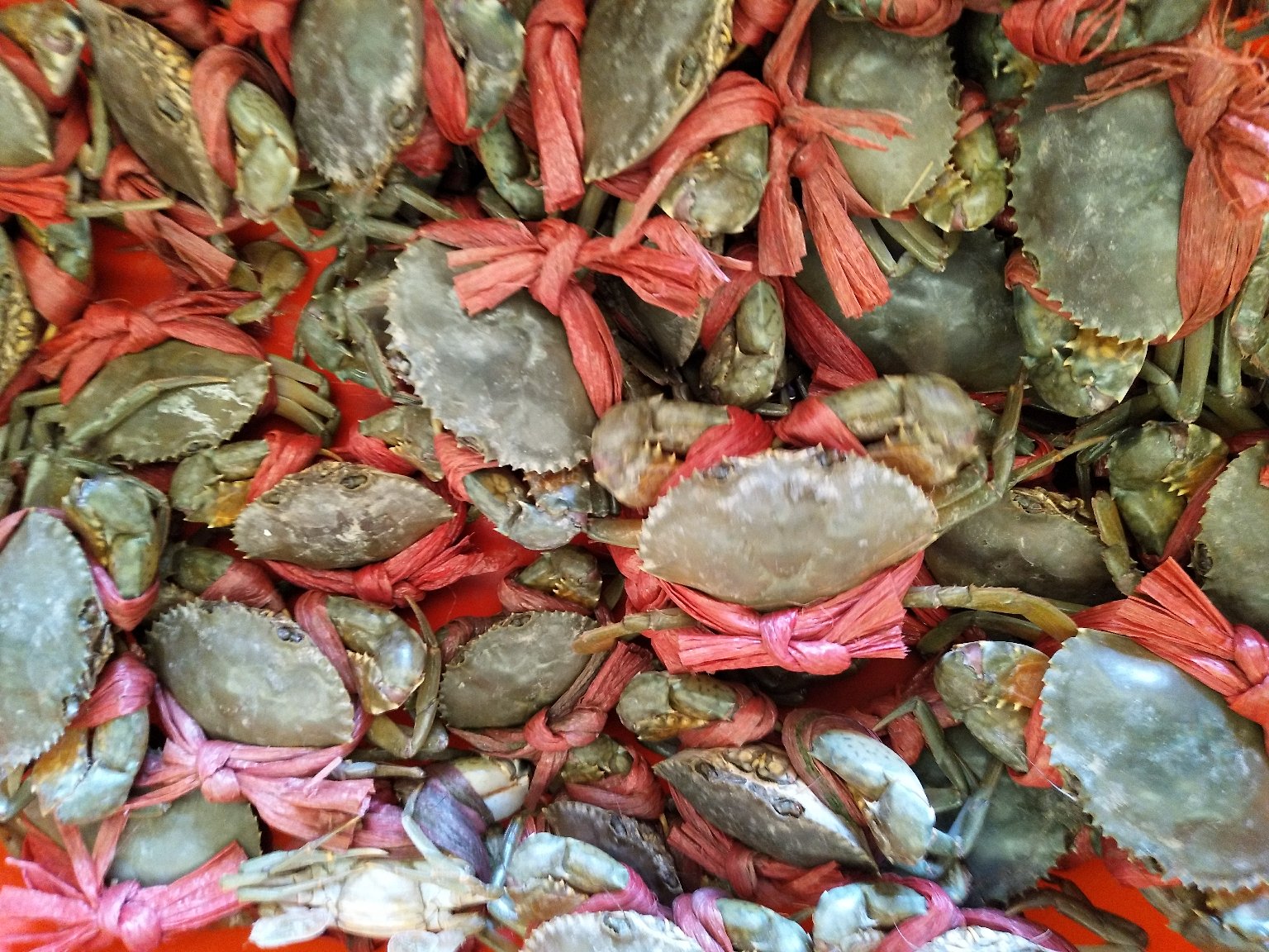 澳洲红螯虾在市场上的销售展示