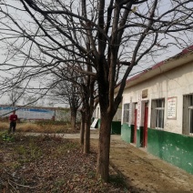 精品柿子树，欢迎各位朋友联系购买