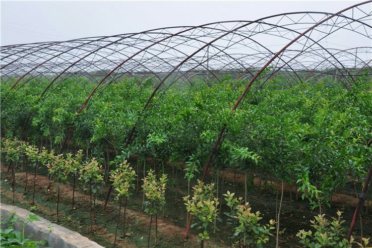 技术人员在丛生花石榴基地进行扦插育苗操作