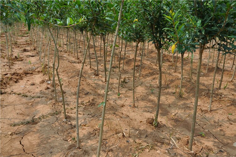 石榴果园喷药防治现场图