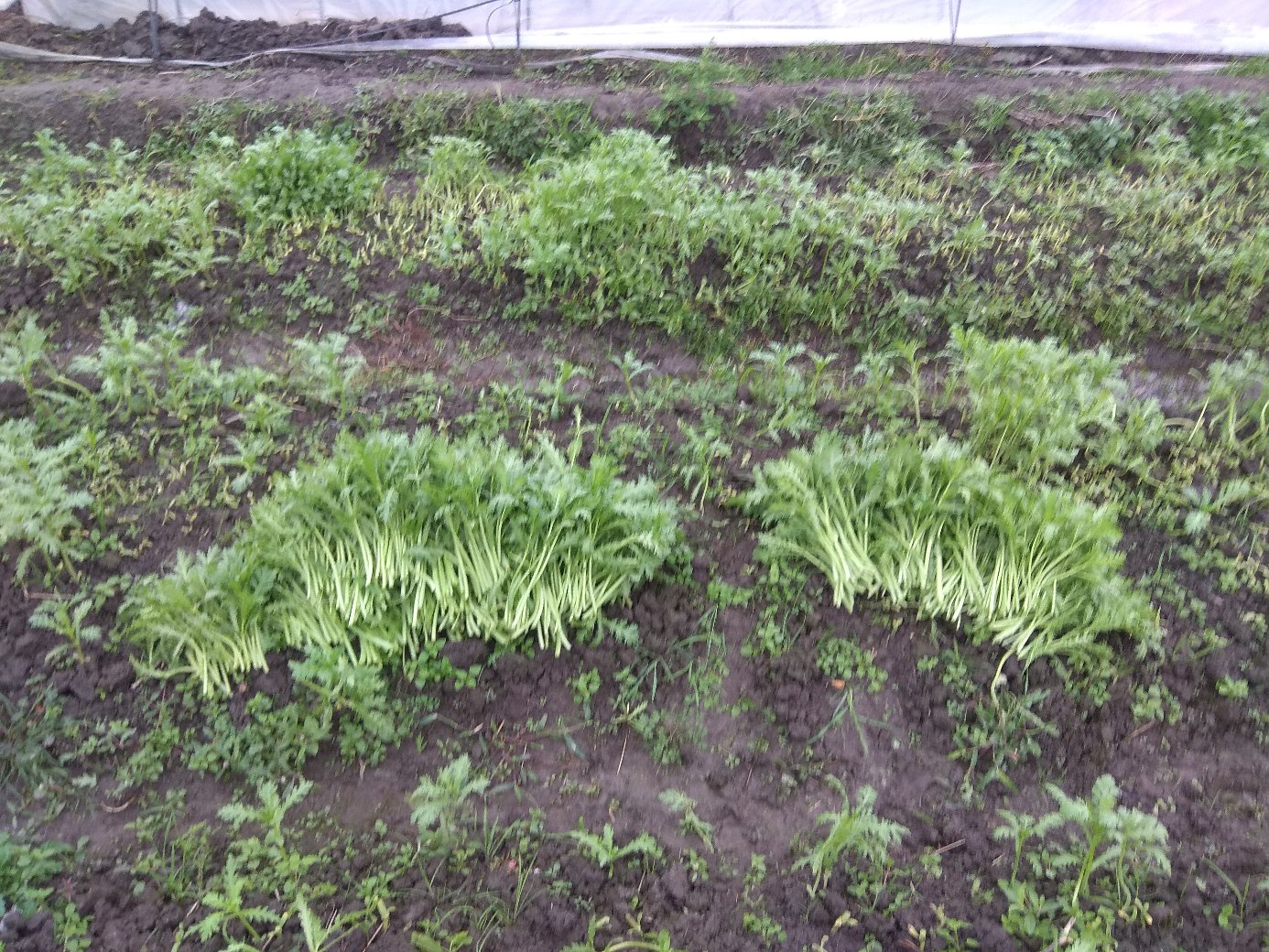 茼蒿种植基地航拍图