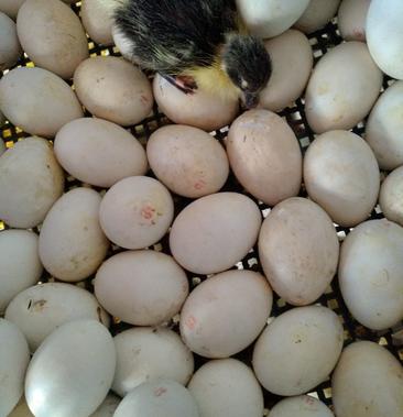 番鸭孵化照蛋图图片