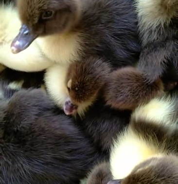 大种火鸭苗番鸭苗场地直供出壳包打疫苗包运输损耗