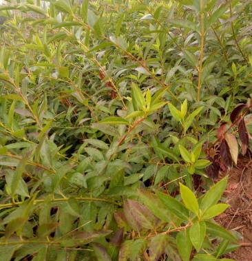 连翘小苗连翘地栽苗连翘球药用连翘