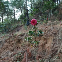 供应茶花苗