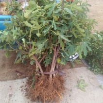 无花果树