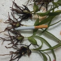 白芨苗好种植好管理回收送生根粉