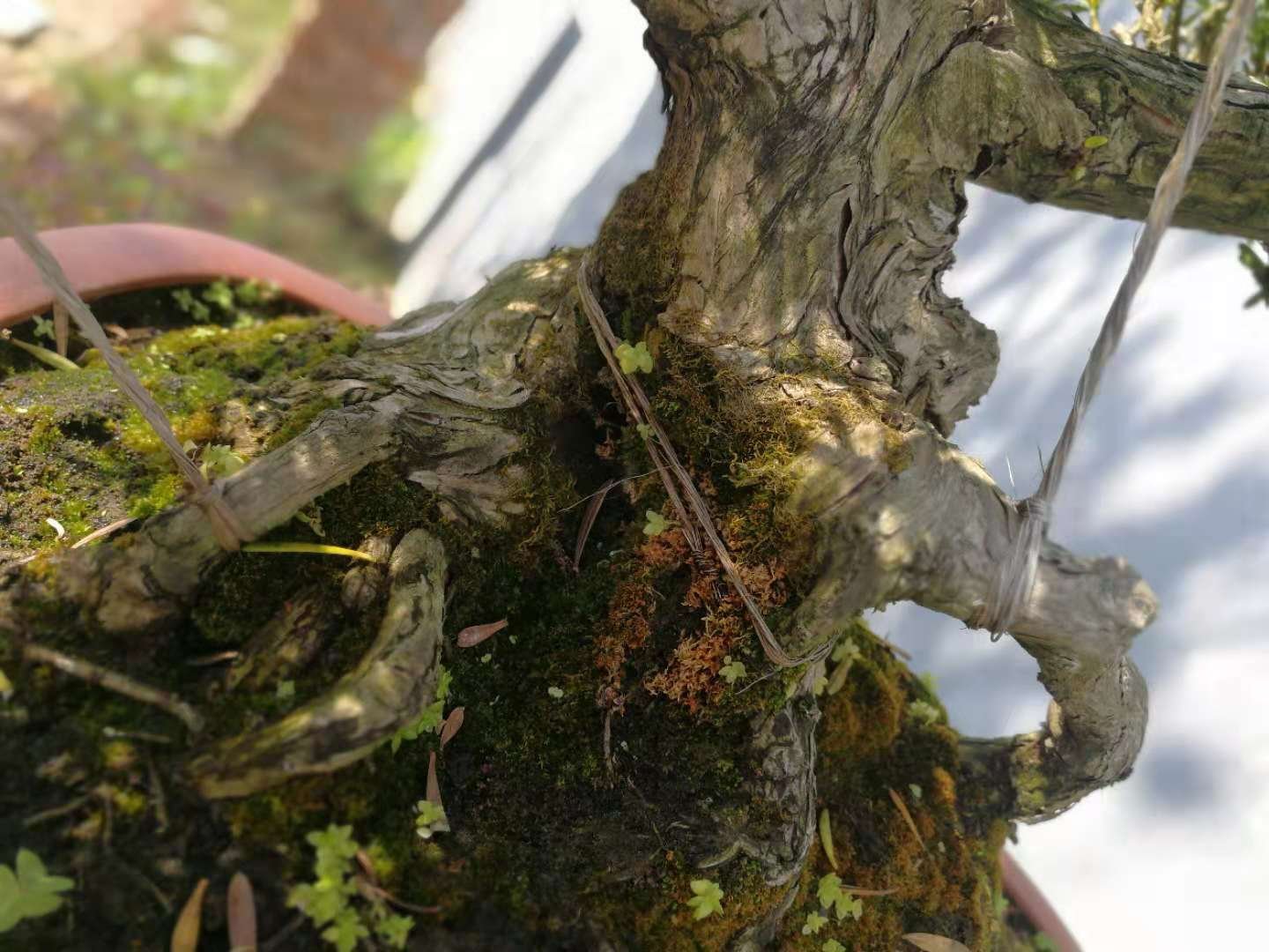 白蚁在罗汉松树干基部形成的泥被和入侵痕迹