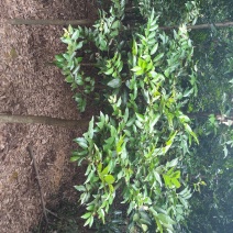 天竺桂