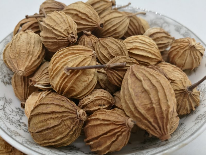 香砂仁,香料砂仁