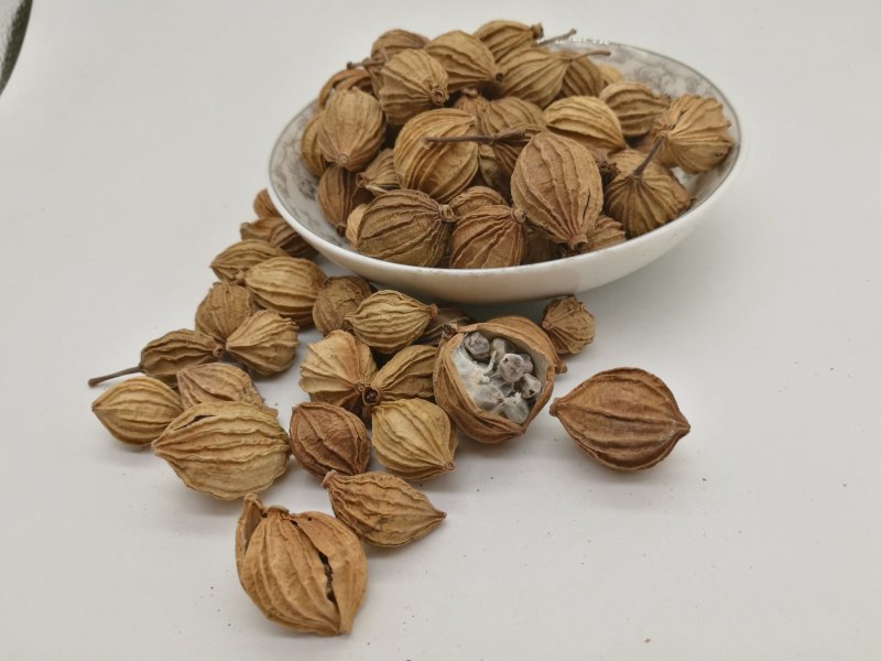 香砂仁,香料砂仁