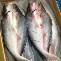 开背巴沙鱼