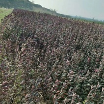 紫叶矮樱适合工程小区绿化0.5-10公分均有货