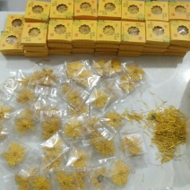 金丝黄菊
