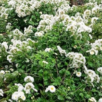 杭白菊