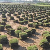惠州绿化草皮基地
