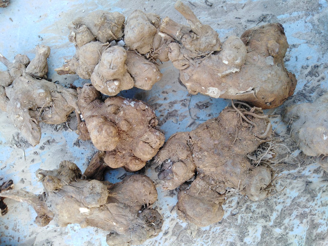 展示白术的植物形态,包括其根茎和叶片,背景为自然山林环境 白术植物图