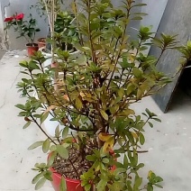 皋月杜鹃