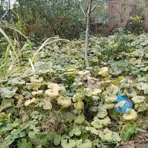 5年生的梨树