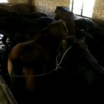肉马