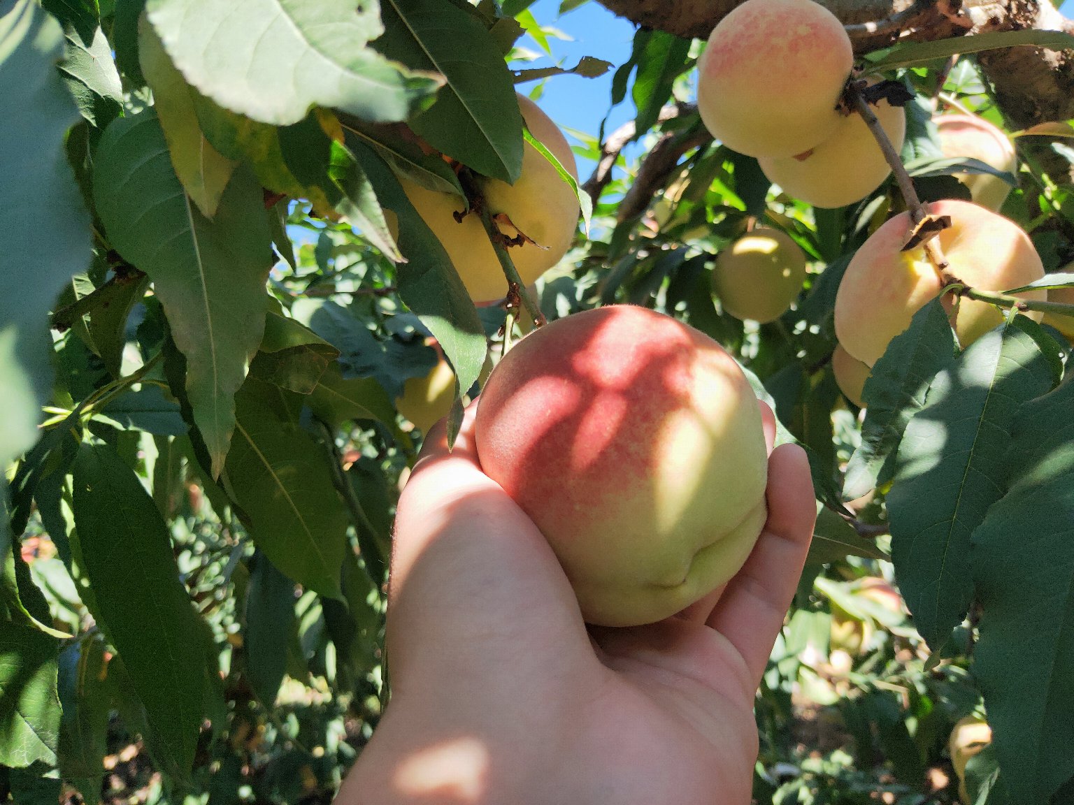 冬桃丰收采摘场景