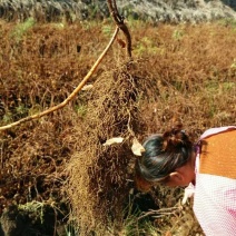 五味子苗1年苗2年苗芽孢饱满