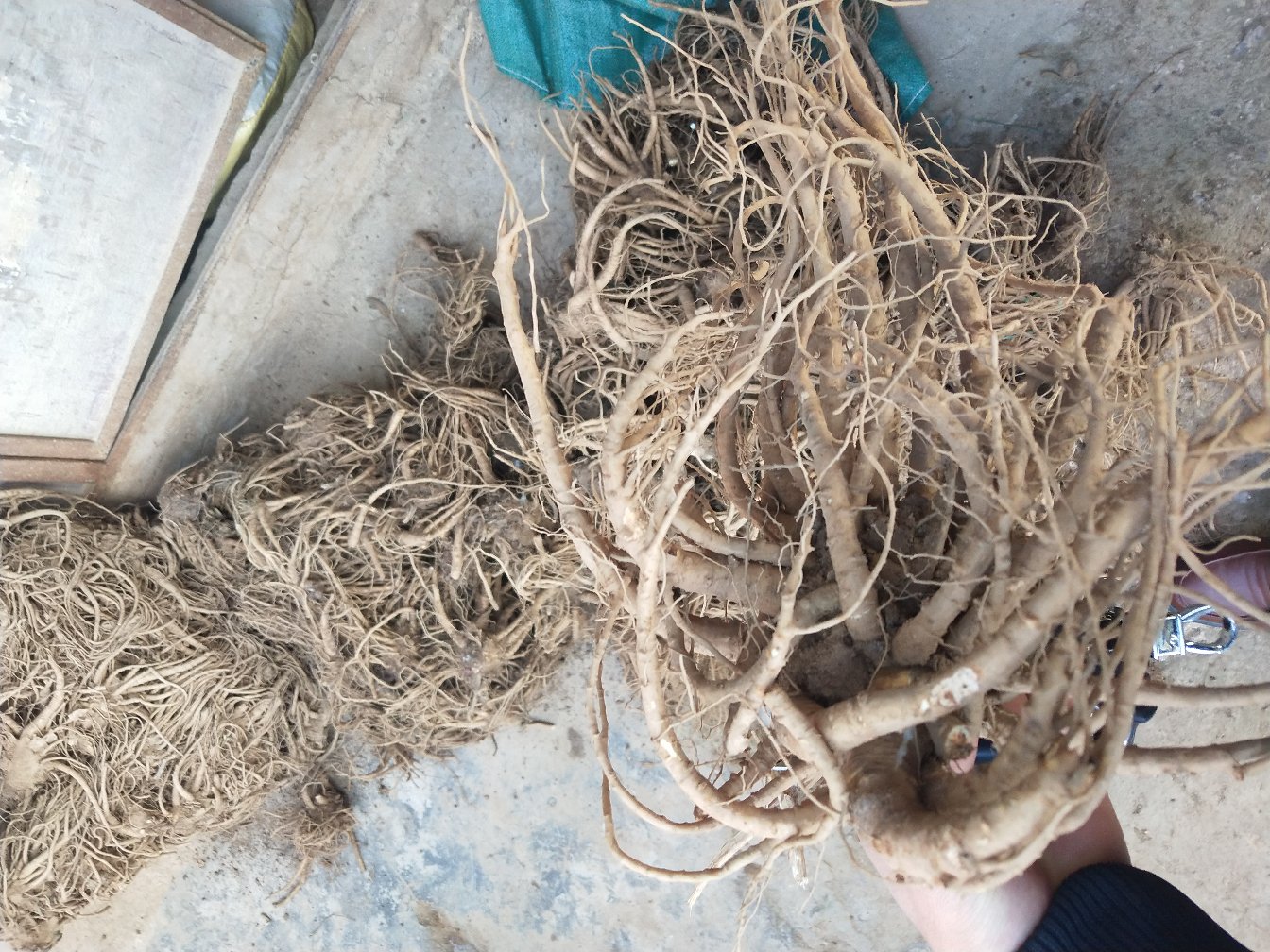 娃娃菜的中医功效