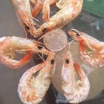 虾干烤虾