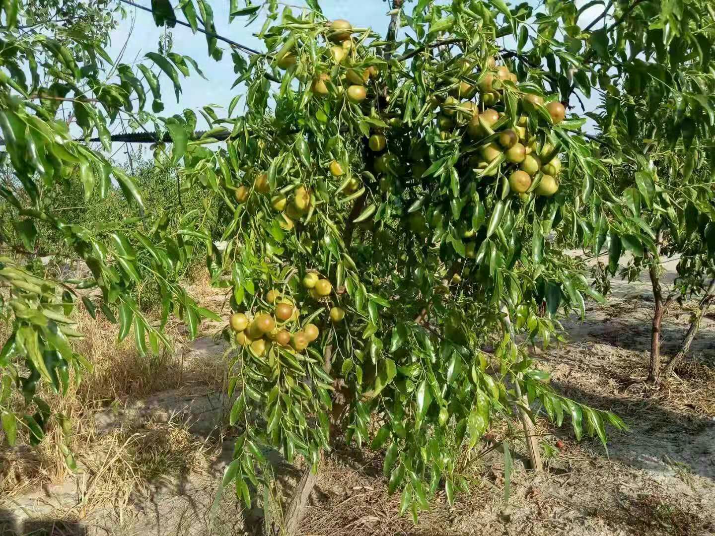 沾化冬枣果园实景图