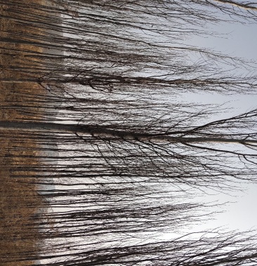 [新疆杨批发]大量供应各种规格新疆杨价格20.00元/棵 - 一亩田