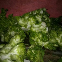 儿菜大量出产