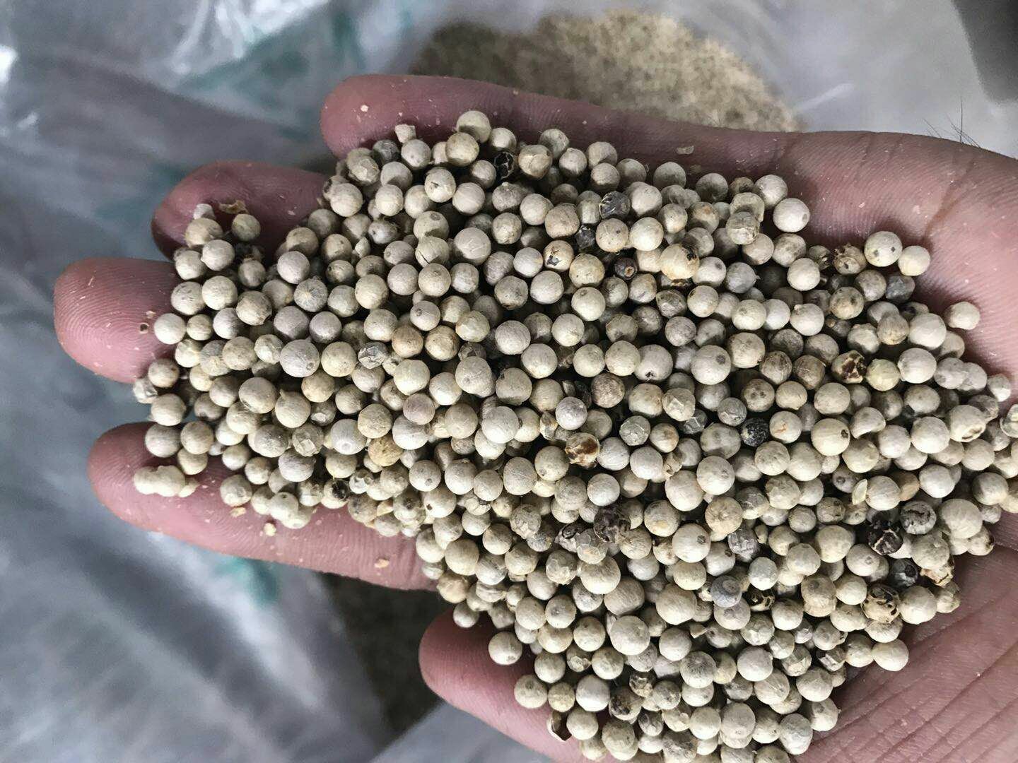 白胡椒粒与白胡椒粉对比图