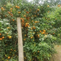 西林沙糖
