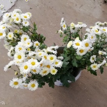 杭白菊