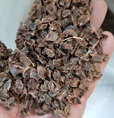 推荐供应新产马蹄大黄种子无杂质发芽率高免费技术指导