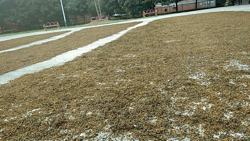 多个竹制筛子整齐排列在农家院子的木架上,筛内铺满金黄色的野菊花,阳光洒落,空气干燥,体现传统晾晒场景 野菊花在竹筛上自然晾晒过程