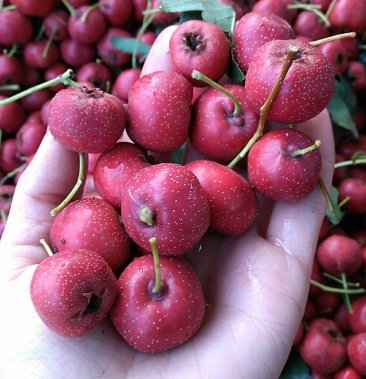 甜红子山楂甜山楂山东山楂产地批发鲜果糖炒
