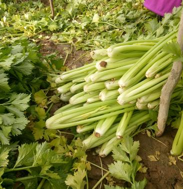 芹菜杆亮叶绿质量好量大,如有拉菜请联糸,谢谢