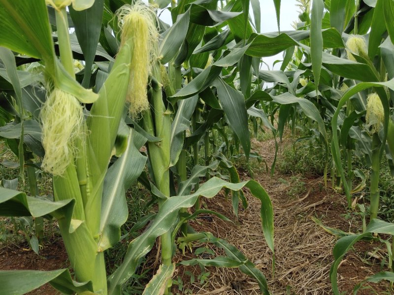 玉米笋3斤5斤9斤装长年有货承接各电商平台对接一件代发