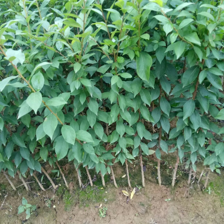 李苗一奈李苗:大型种苗基地丨量多价格优惠