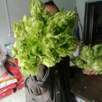 儿菜