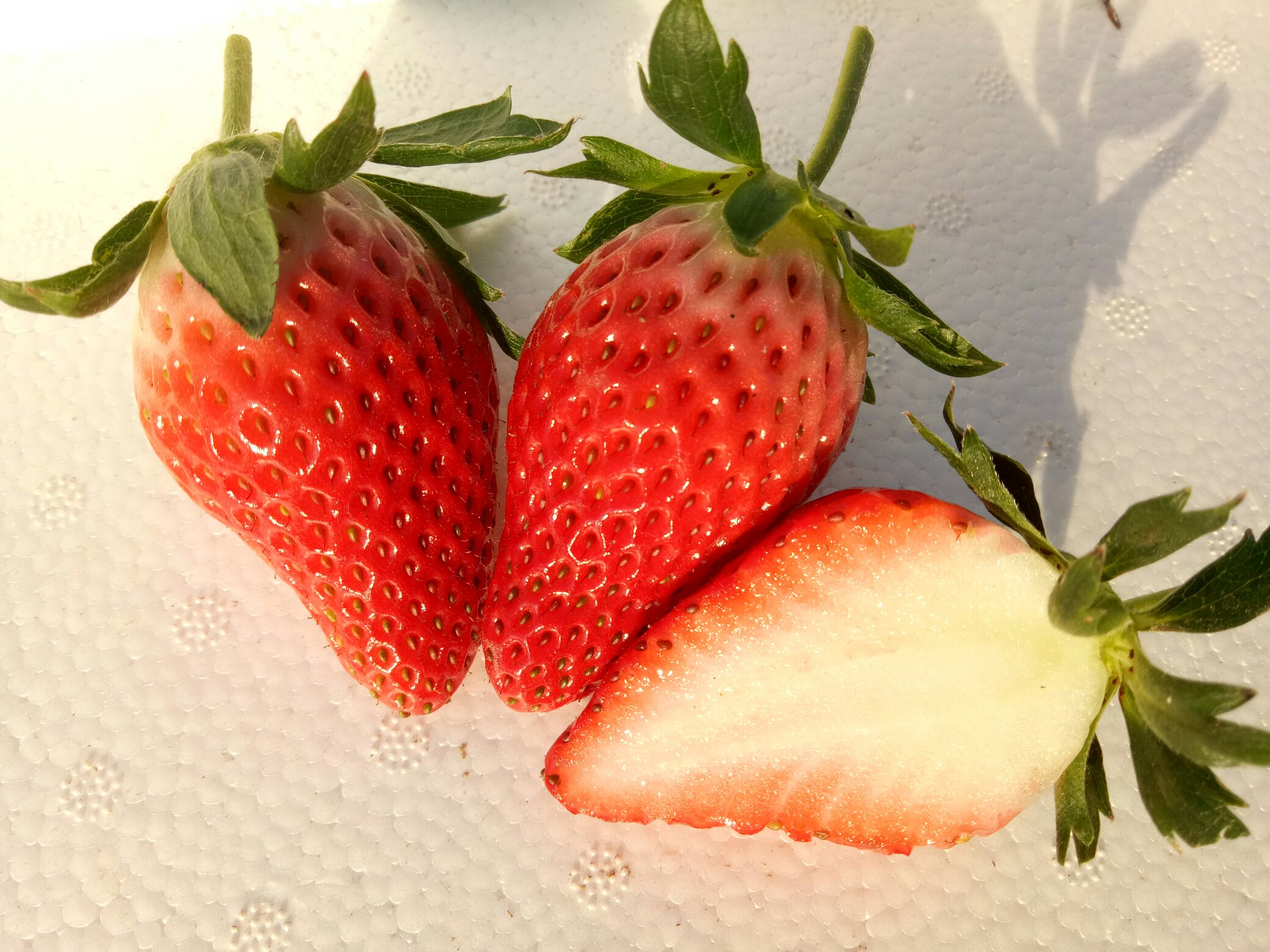 草莓剖面图展示糖分梯度分布