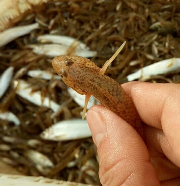 [河虾批发]山根鱼,河虾价格13.00元/斤 - 一亩田