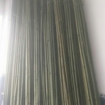 提供各类竹子