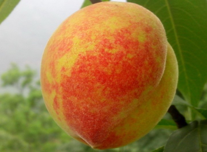 成熟的黄桃果实挂在枝头,果皮呈金黄色,部分带有红晕,果面光滑有绒毛,阳光照射下色泽鲜亮,背景为绿色叶片和果园环境 黄桃成熟果实特写