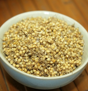 谷芽炒谷芽无硫无添加净货中药材批发零售